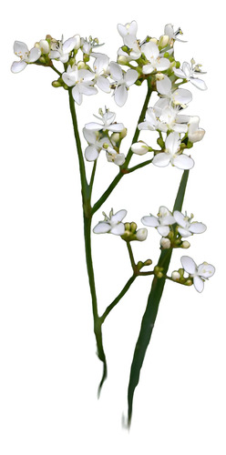 Calle Calle Libertia Chilensis Herbacea Nativo Ornamental 1