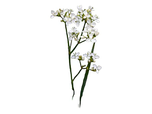 Calle Calle Libertia Chilensis Herbacea Nativo Ornamental