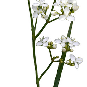 Calle Calle Libertia Chilensis Herbacea Nativo Ornamental