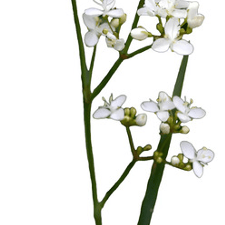 Calle Calle Libertia Chilensis Herbacea Nativo Ornamental 1