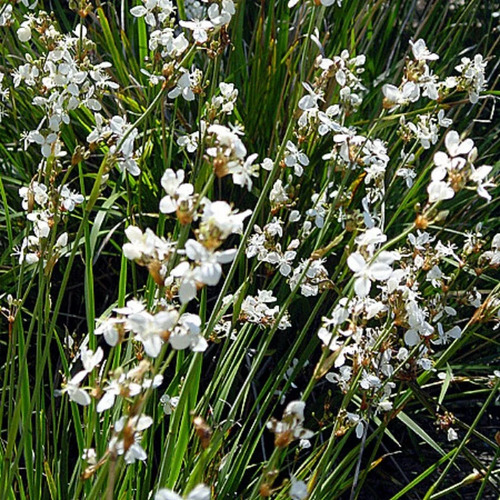 Calle Calle Libertia Chilensis Herbacea Nativo Ornamental 2