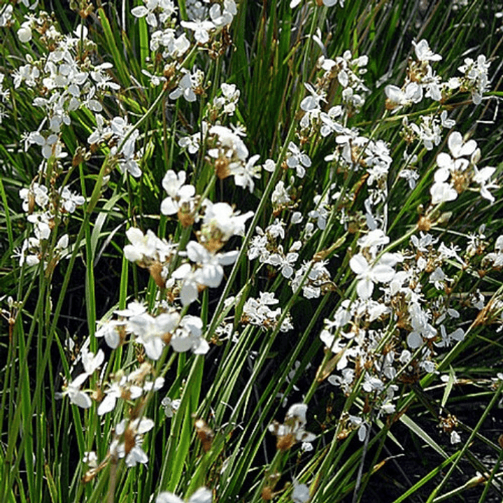 Calle Calle Libertia Chilensis Herbacea Nativo Ornamental 2
