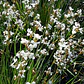 Calle Calle Libertia Chilensis Herbacea Nativo Ornamental - Miniatura 2