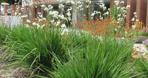Calle Calle Libertia Chilensis Herbacea Nativo Ornamental 3