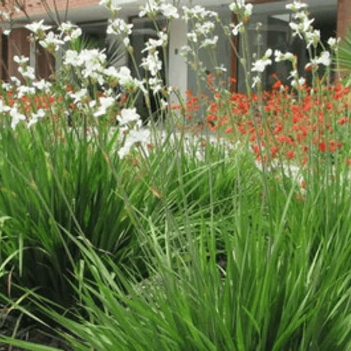 Calle Calle Libertia Chilensis Herbacea Nativo Ornamental 3