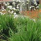 Calle Calle Libertia Chilensis Herbacea Nativo Ornamental - Miniatura 3