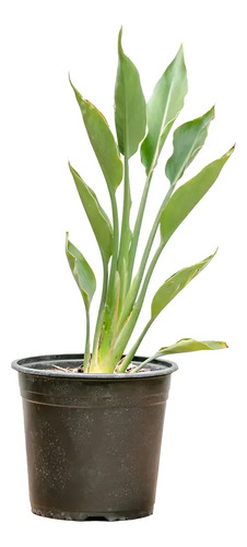 Strelitzia Flor Del Pájaro Mediana 1