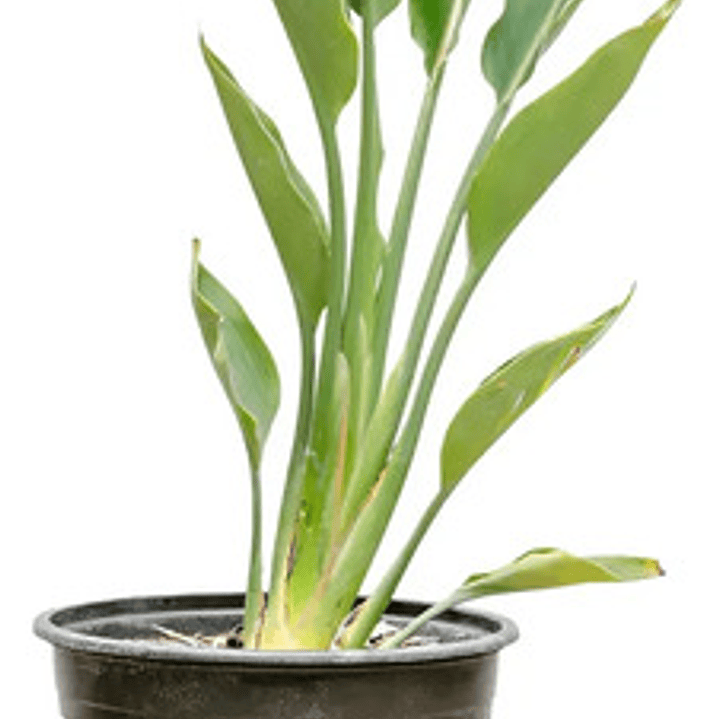 Strelitzia Flor Del Pájaro Mediana 1