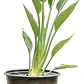 Strelitzia Flor Del Pájaro Mediana - Miniatura 1