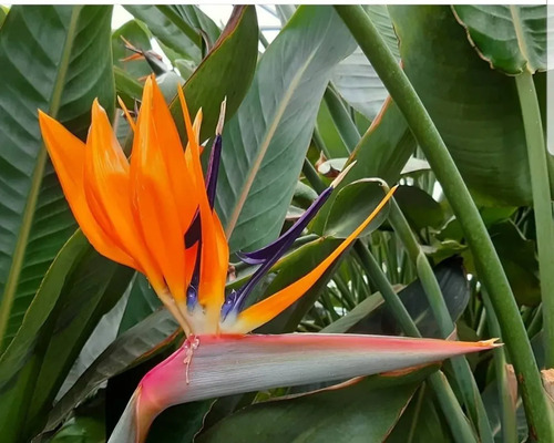 Strelitzia Flor Del Pájaro Mediana 2