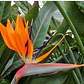 Strelitzia Flor Del Pájaro Mediana - Miniatura 2