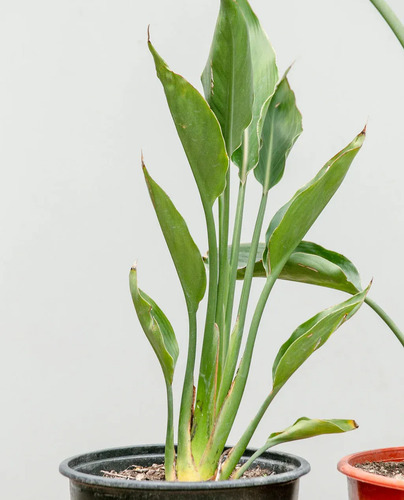 Strelitzia Flor Del Pájaro Mediana 3