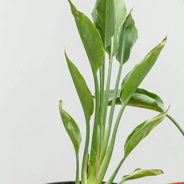 Strelitzia Flor Del Pájaro Mediana 3