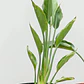Strelitzia Flor Del Pájaro Mediana - Miniatura 3