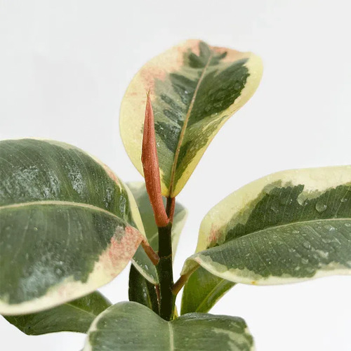 Gomero Variegado Tineke Planta Interior 1