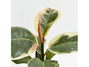 Gomero Variegado Tineke Planta Interior