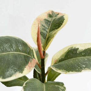 Gomero Variegado Tineke Planta Interior