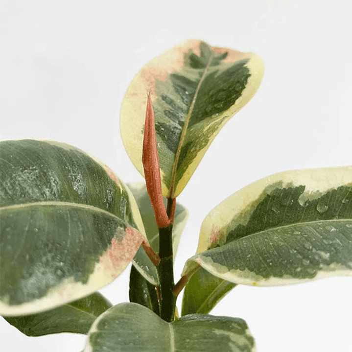 Gomero Variegado Tineke Planta Interior 1