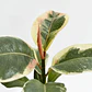 Gomero Variegado Tineke Planta Interior - Miniatura 1