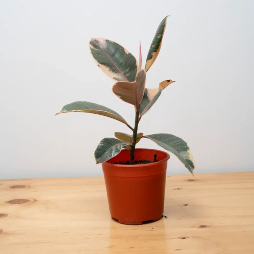 Gomero Variegado Tineke Planta Interior 2