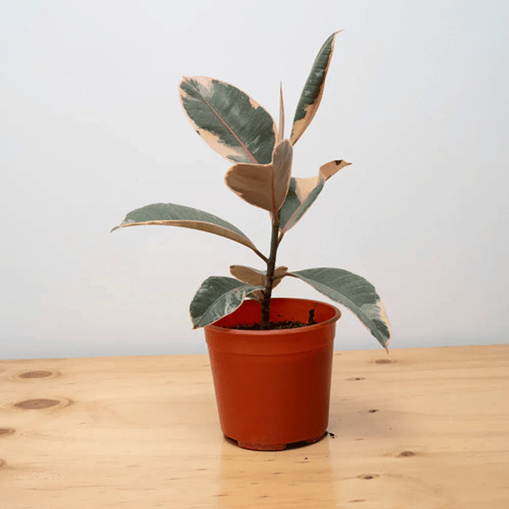 Gomero Variegado Tineke Planta Interior 2