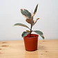 Gomero Variegado Tineke Planta Interior - Miniatura 2