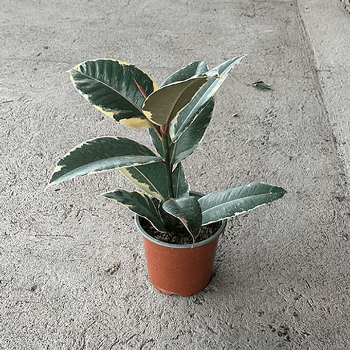 Gomero Variegado Tineke Planta Interior 3