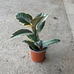 Gomero Variegado Tineke Planta Interior - Miniatura 3