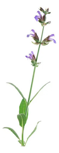 Salvia Leucantha Herbacea Ornamental Flor 1