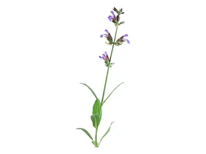 Salvia Leucantha Herbacea Ornamental Flor