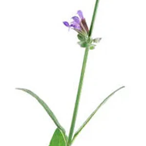 Salvia Leucantha Herbacea Ornamental Flor