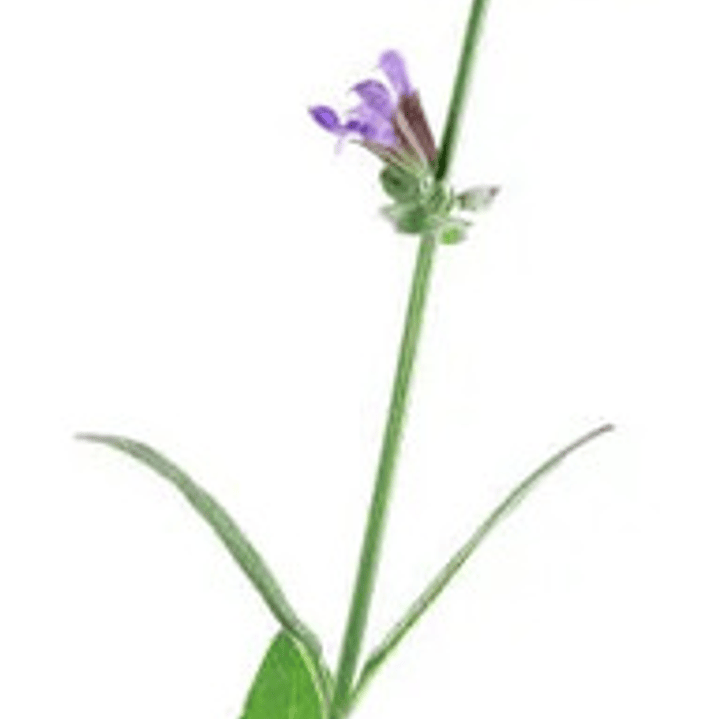 Salvia Leucantha Herbacea Ornamental Flor 1