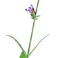 Salvia Leucantha Herbacea Ornamental Flor - Miniatura 1
