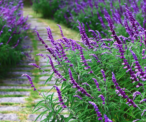 Salvia Leucantha Herbacea Ornamental Flor 2