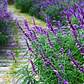 Salvia Leucantha Herbacea Ornamental Flor - Miniatura 2