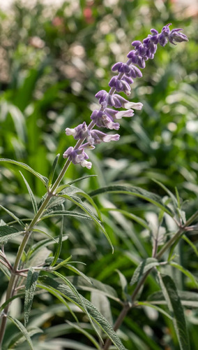 Salvia Leucantha Herbacea Ornamental Flor 3