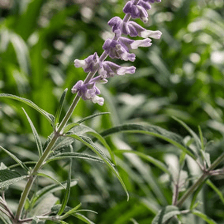 Salvia Leucantha Herbacea Ornamental Flor 3