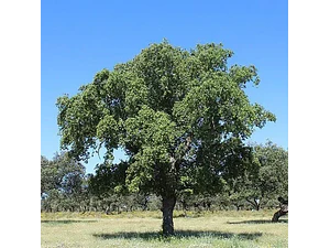Alcornoque Quercus Suber Árbol Corcho  Ornamental