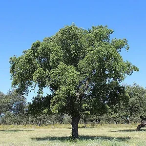Alcornoque Quercus Suber Árbol Corcho  Ornamental