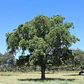 Alcornoque Quercus Suber Árbol Corcho  Ornamental - Miniatura 1