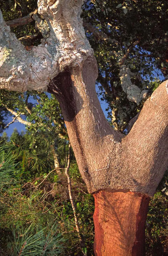 Alcornoque Quercus Suber Árbol Corcho  Ornamental 2