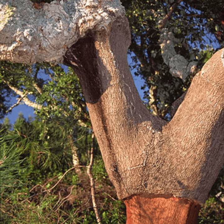 Alcornoque Quercus Suber Árbol Corcho  Ornamental 2