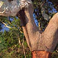 Alcornoque Quercus Suber Árbol Corcho  Ornamental - Miniatura 2