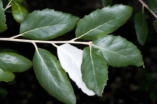 Alcornoque Quercus Suber Árbol Corcho  Ornamental 3