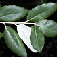 Alcornoque Quercus Suber Árbol Corcho  Ornamental - Miniatura 3