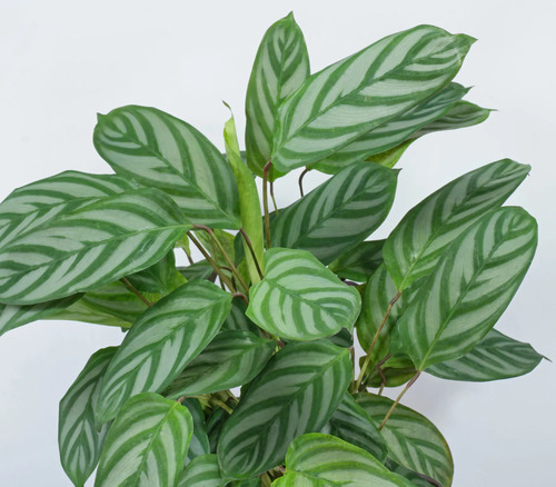 Calathea Setosa Planta Ornamental 1