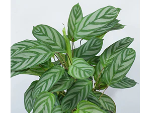 Calathea Setosa Planta Ornamental