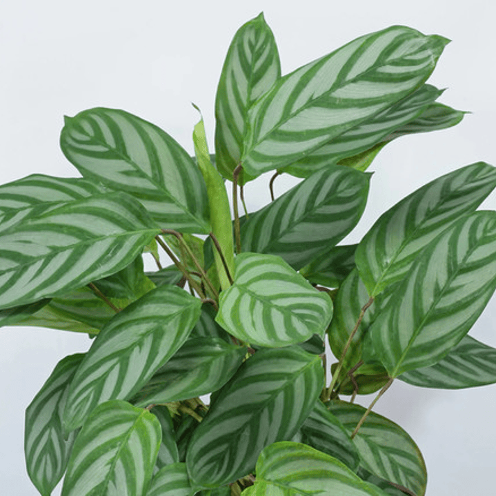 Calathea Setosa Planta Ornamental 1