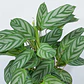 Calathea Setosa Planta Ornamental - Miniatura 1