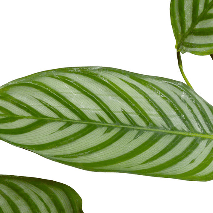 Calathea Setosa Planta Ornamental 2